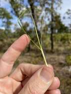 Image of crimson bluestem