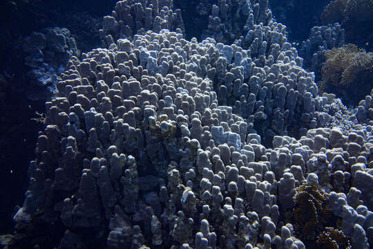 Imagem de Porites nodifera Klunzinger 1879