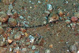 Image of Longnose pipefish