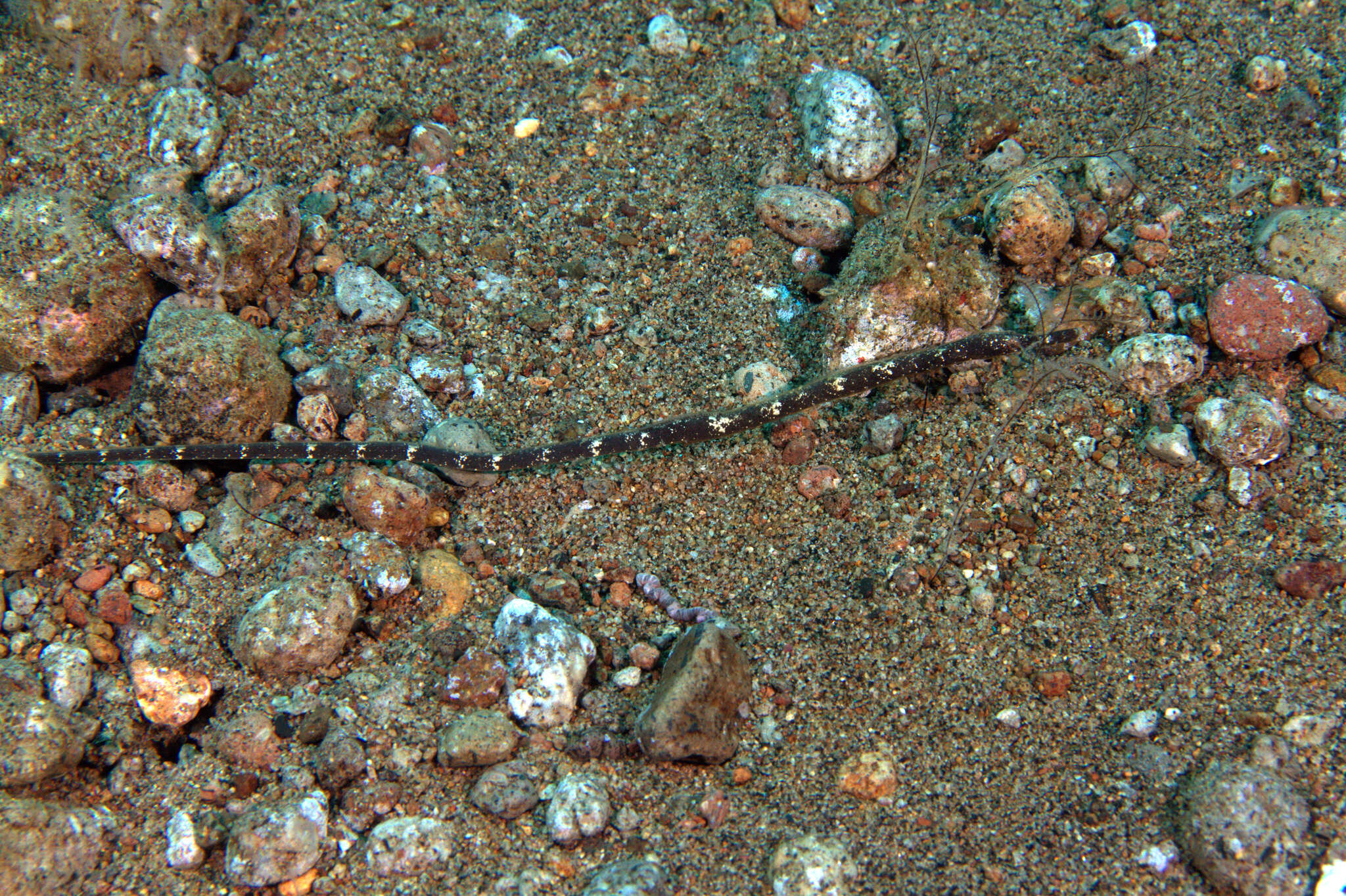 Image of Longnose pipefish