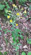 Image of rough hawkweed