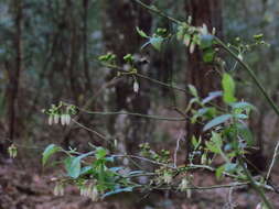 Image of Blueberry Habropoda