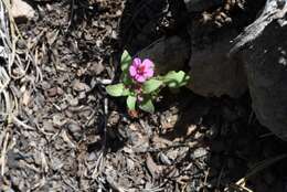 Image of red monkeyflower