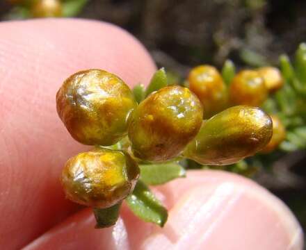 Plancia ëd Oedera genistifolia (L.) A. A. Anderberg & K. Bremer