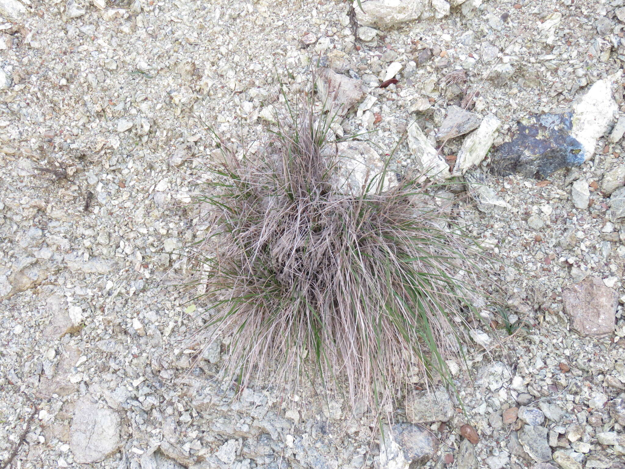 Image of serpentine reedgrass