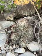 Image of junior Tom Thumb cactus