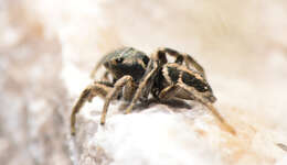 صورة Habronattus borealis (Banks 1895)