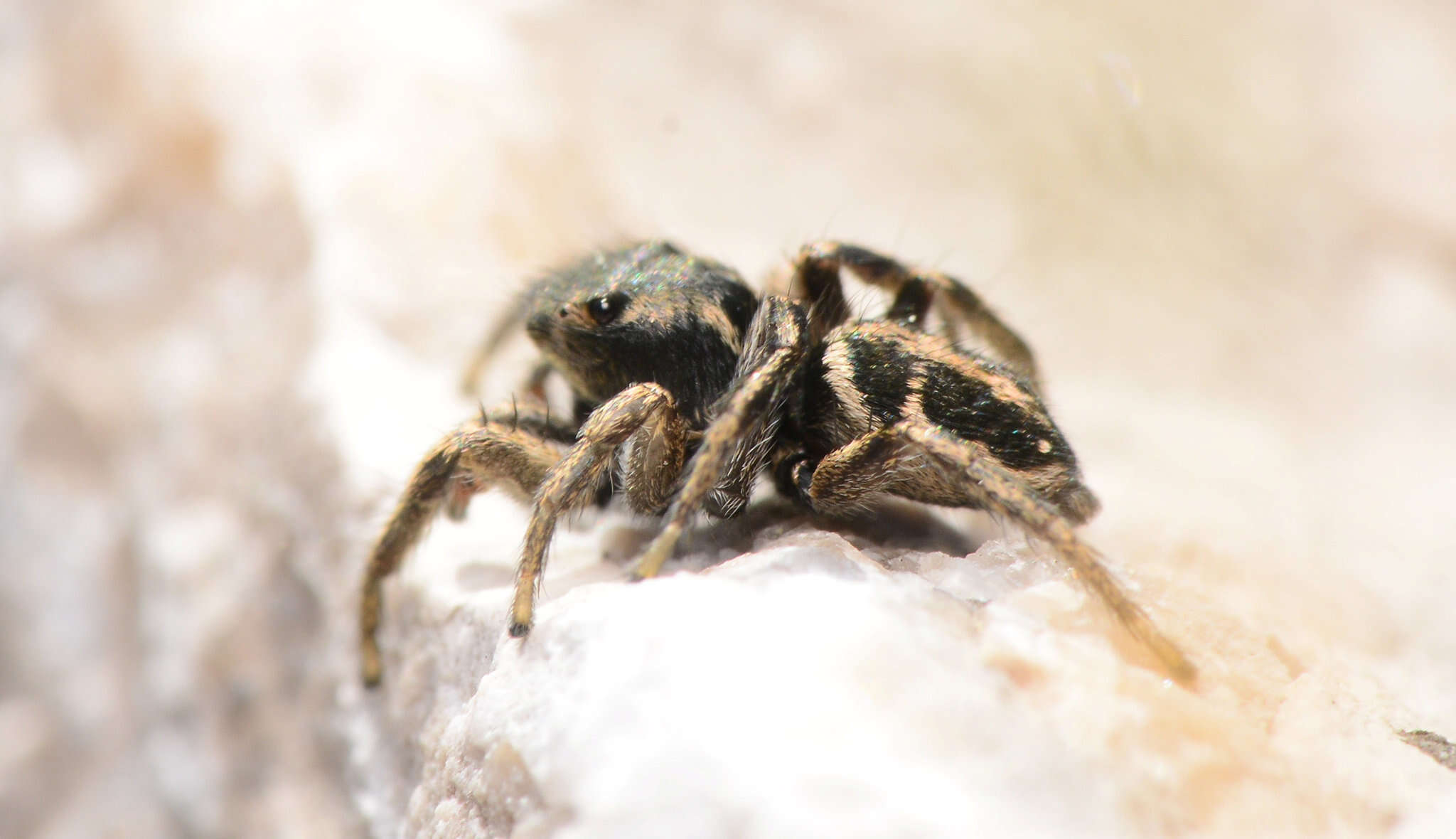 صورة Habronattus borealis (Banks 1895)