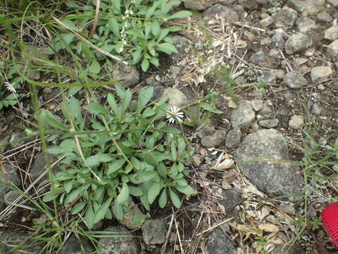 Image of serpentine aster