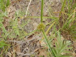 Image of Great Plains flatsedge