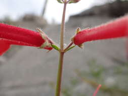 Image of Baja bush snapdragon