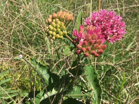 Image of purple milkweed