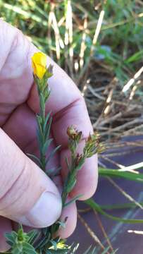 Image of Linum acuticarpum C. M. Rogers