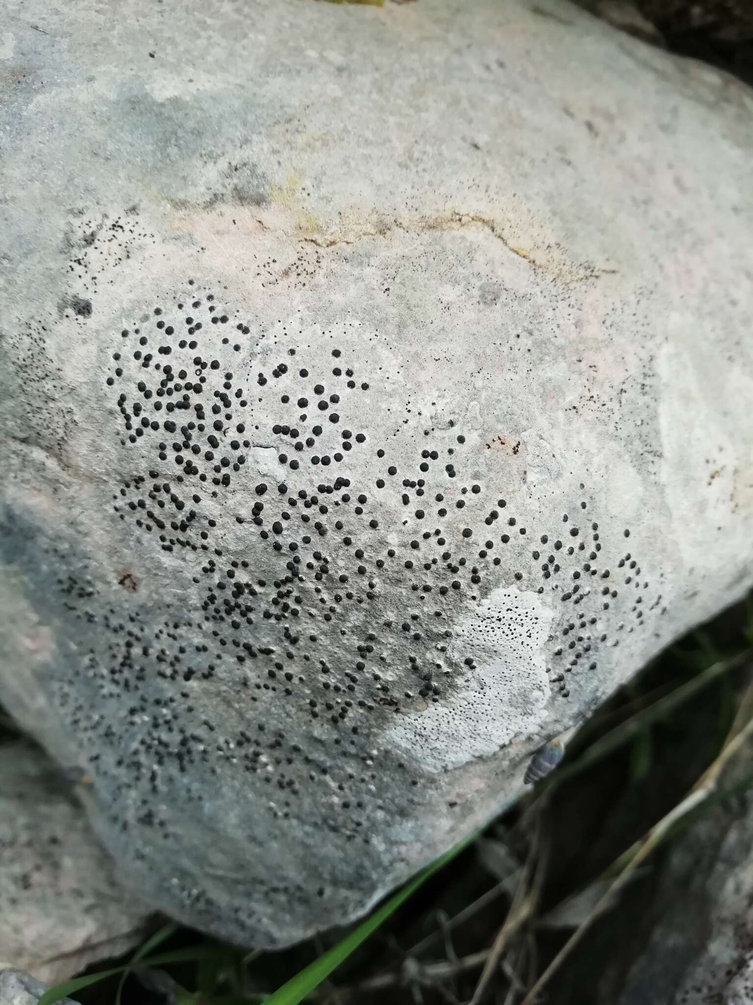 Image of acrocordia lichen