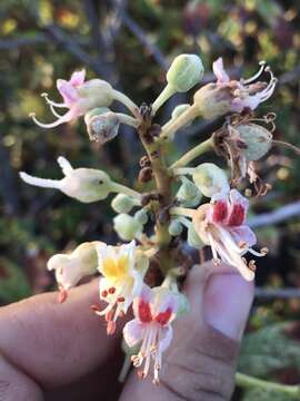 Imagem de Aesculus parryi A. Gray