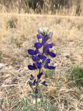 Imagem de Lupinus havardii S. Watson