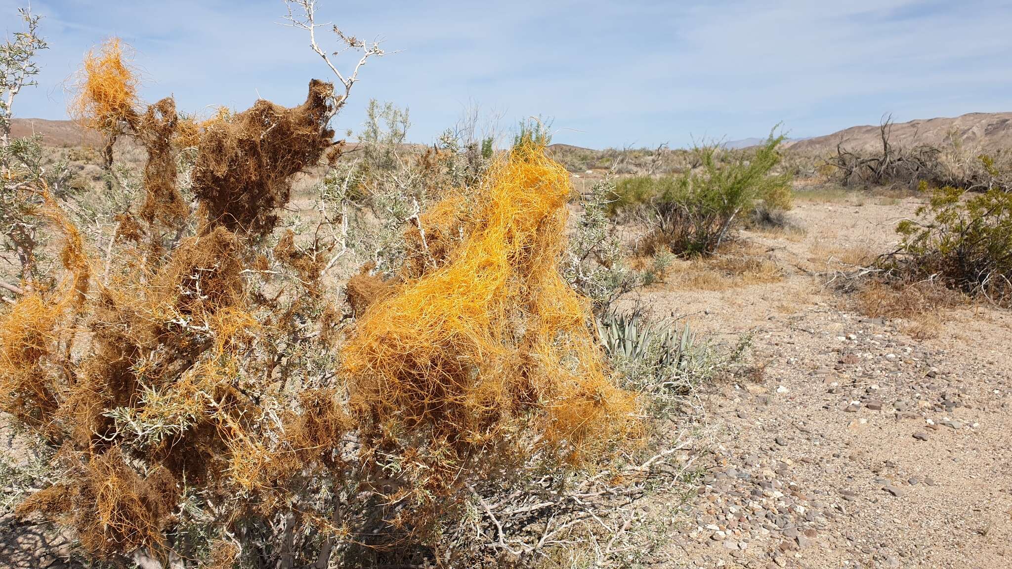 Image of <i>Cuscuta psorothamnensis</i>