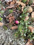 Image of Gaultheria pumila (L. fil.) D. J. Middleton