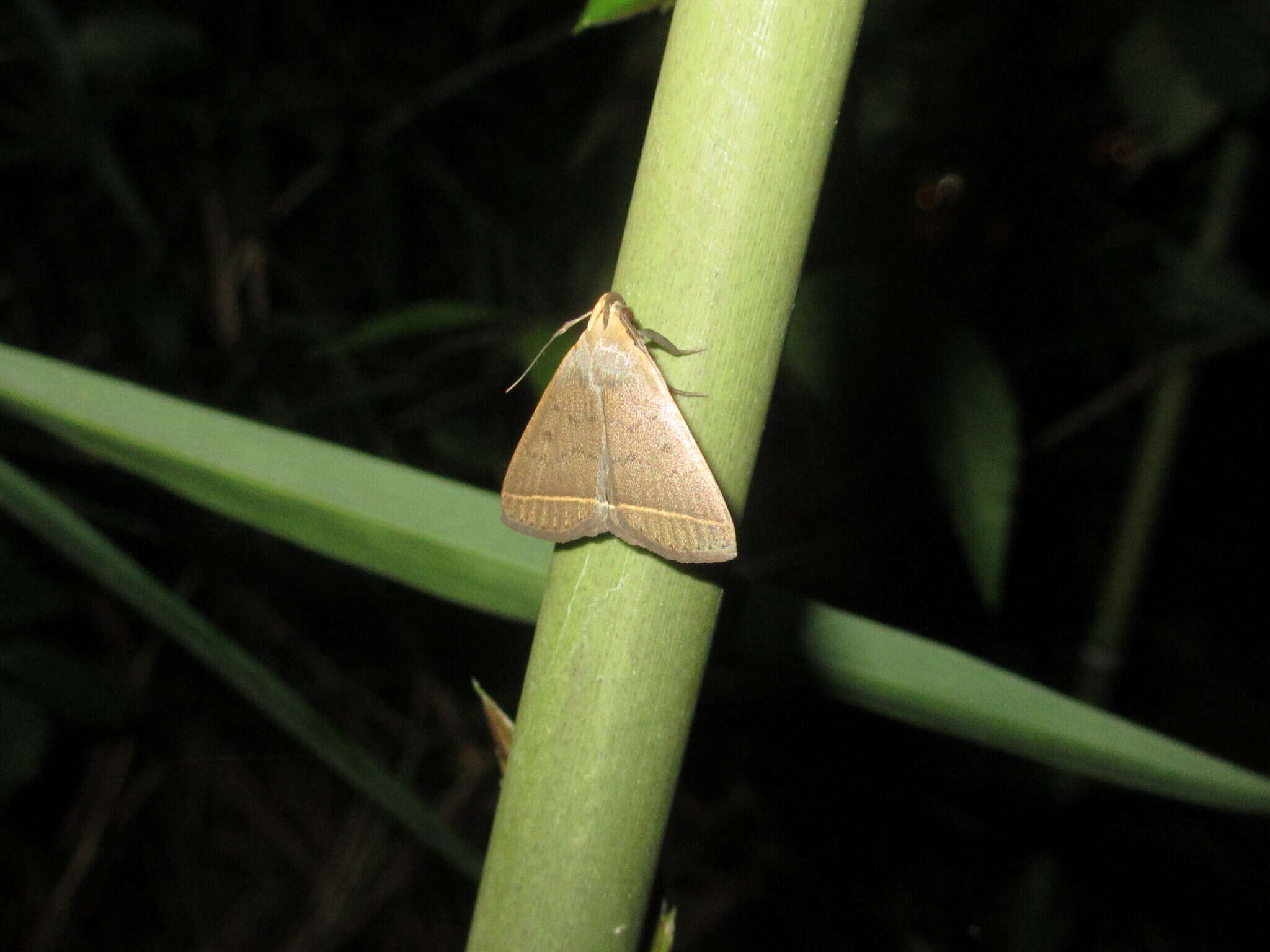 Слика од Simplicia xanthoma Prout 1928