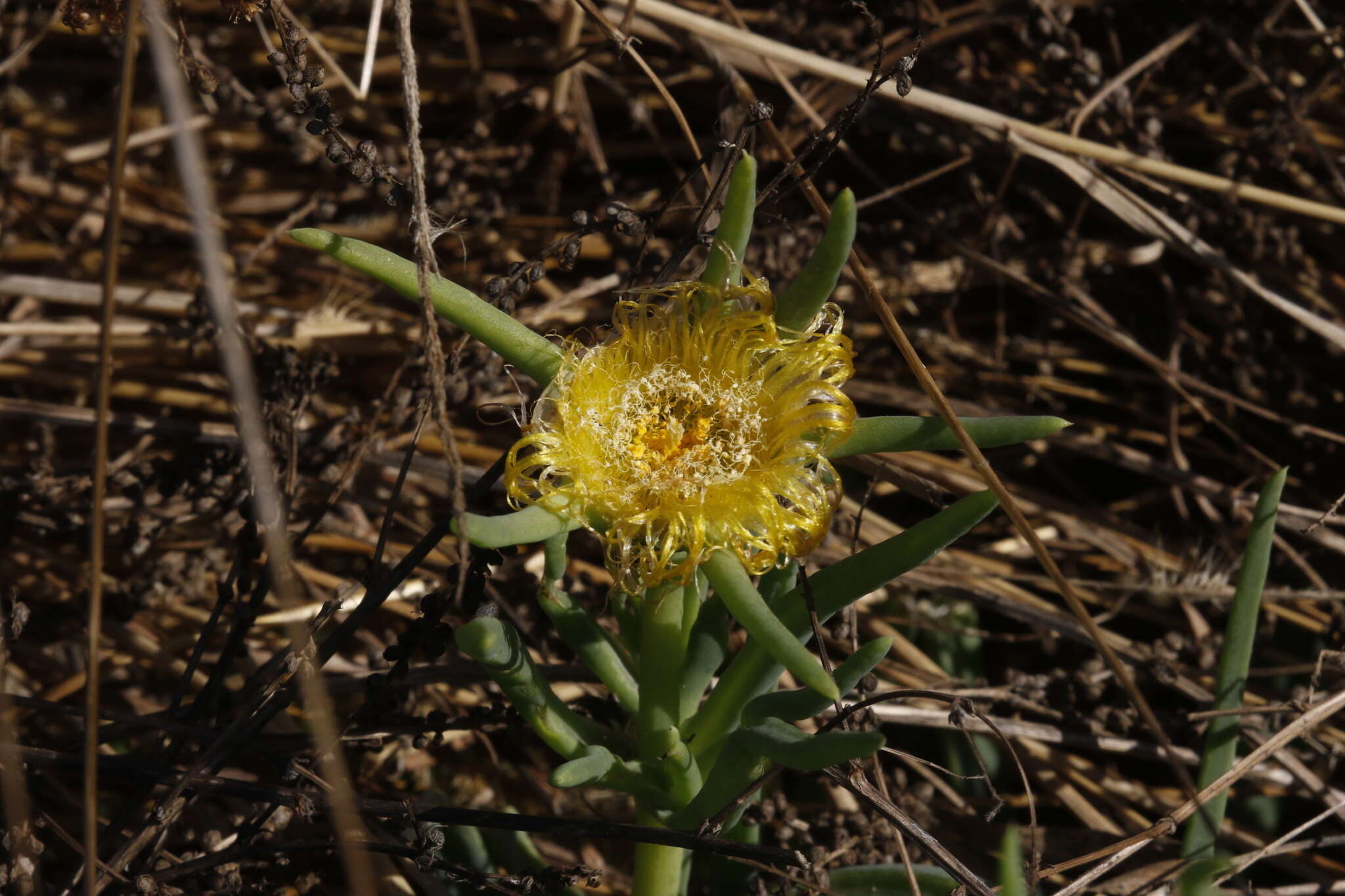 Image of narrow-leaved iceplant