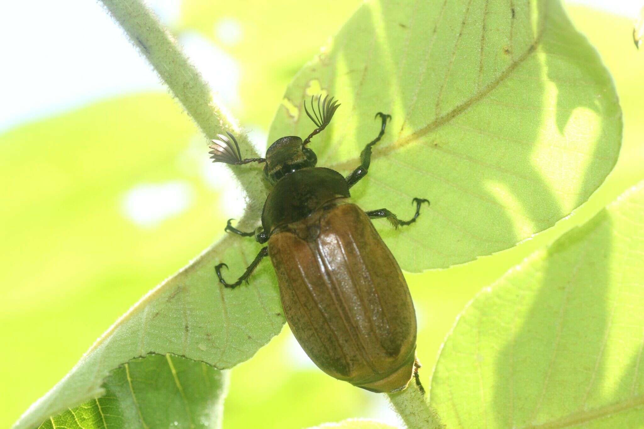 Image of Melolontha japonica Burmeister 1855