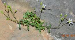 Image of Moehringia intricata subsp. intricata