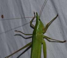 Image of Everglades Conehead