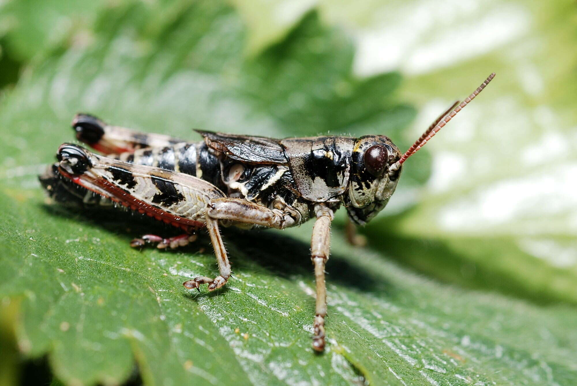 Image of Bohemanella frigida (Boheman 1846)