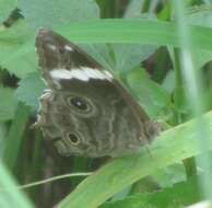 Image of Common Tree Brown