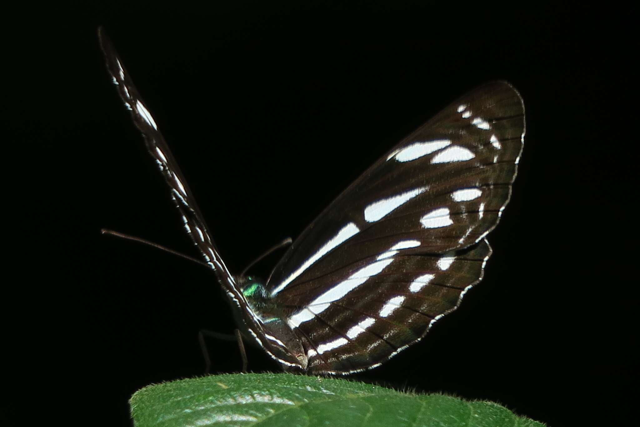 Imagem de Neptis leucoporos Fruhstorfer 1908