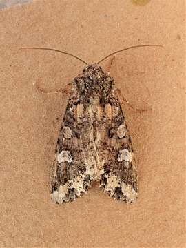 Image of Bertha armyworm