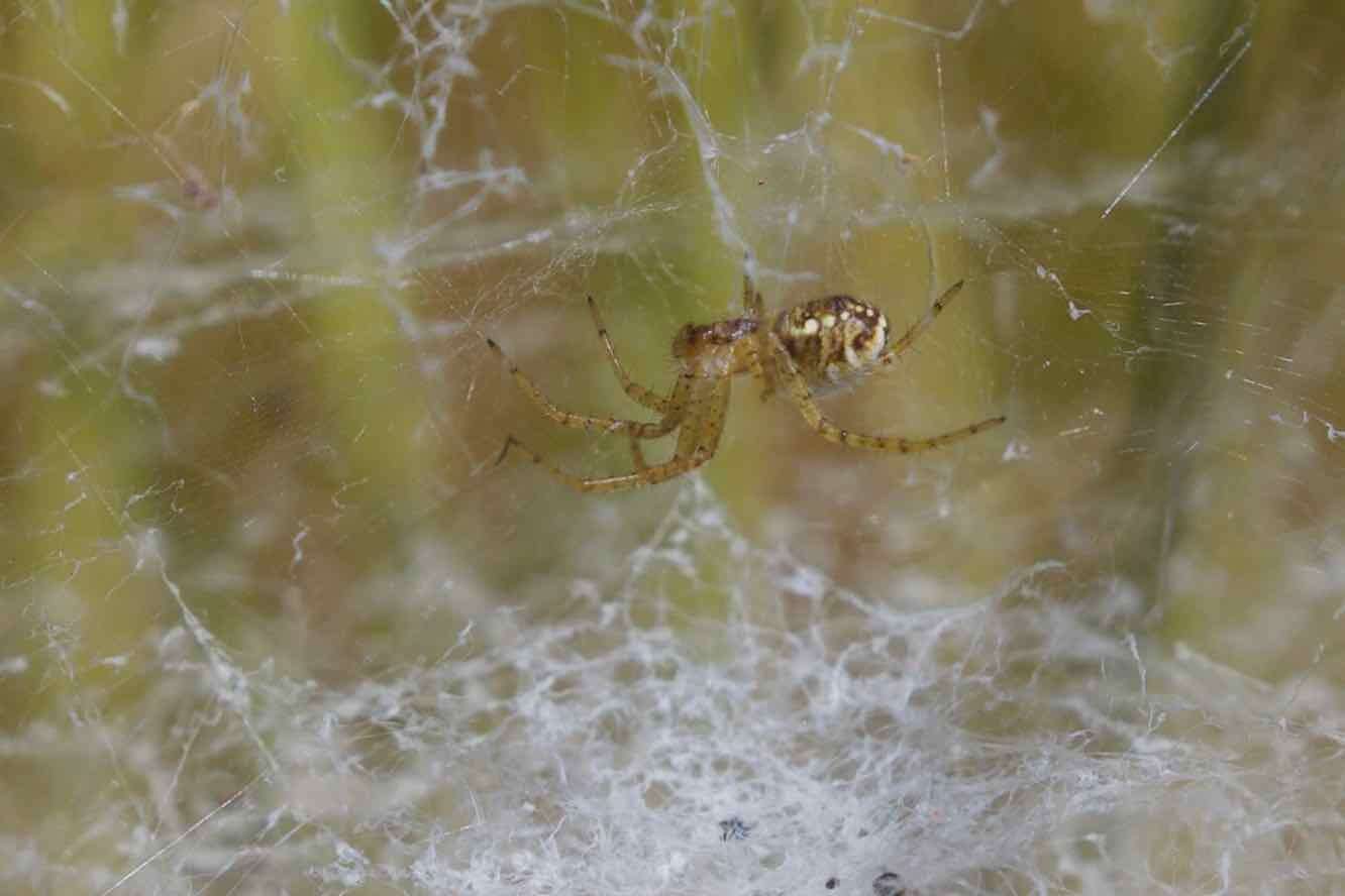 Image of Cyrtobill darwini Framenau & Scharff 2009