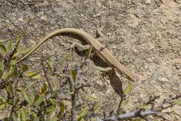 Image of Anatolian Lizard