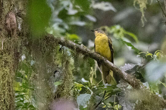 Image of Petit's Cuckooshrike