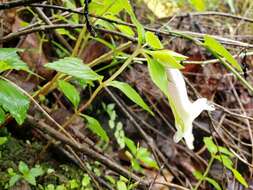 Image of Achimenes glabrata (Zucc.) Fritsch