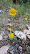 Image of common woolly sunflower