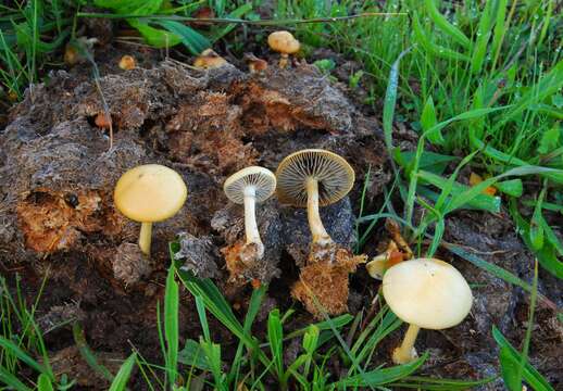 Imagem de Protostropharia dorsipora (Esteve-Rav. & Barrasa) Redhead 2014