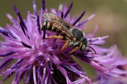 Image de Icteranthidium laterale (Latreille 1809)