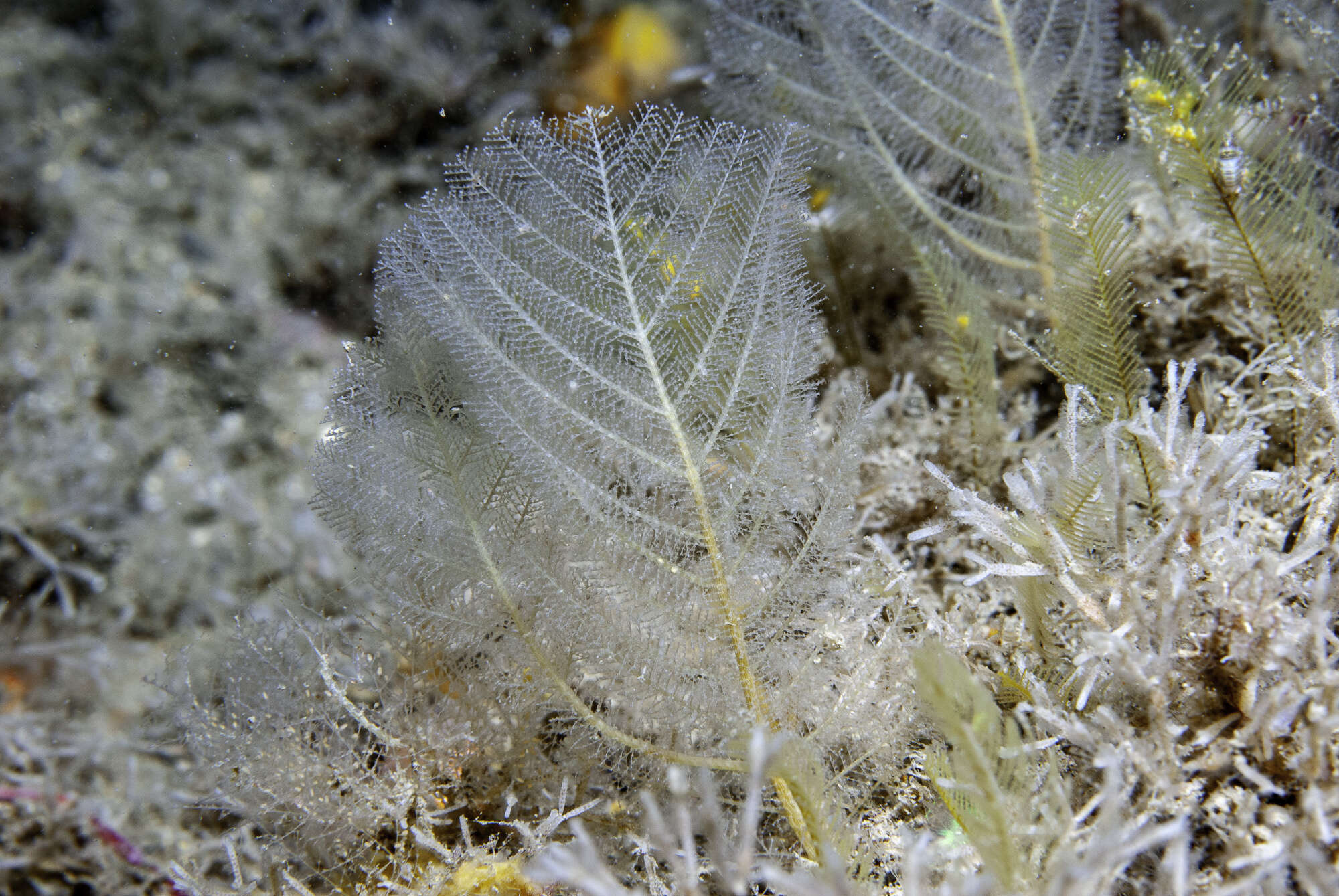 Image of Polyplumaria flabellata Sars 1874