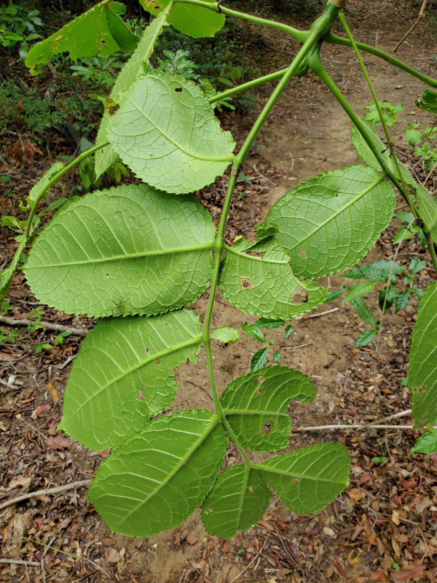 Sivun Commiphora grandifolia Engl. kuva