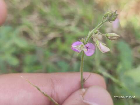 Plancia ëd Desmodium scorpiurus (Sw.) Desv.