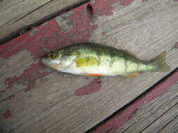 Image of Yellow Perch