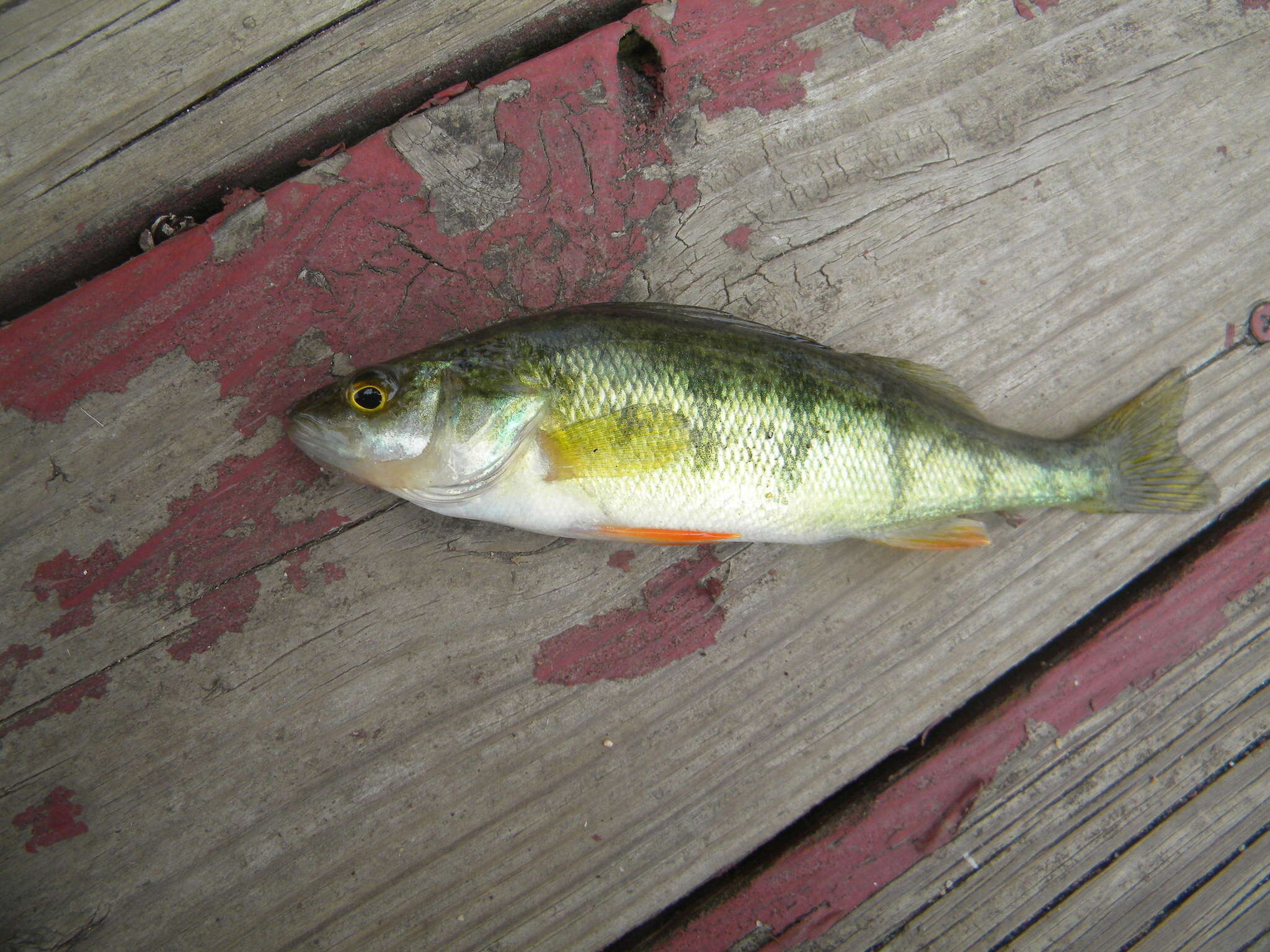 Image of Yellow Perch