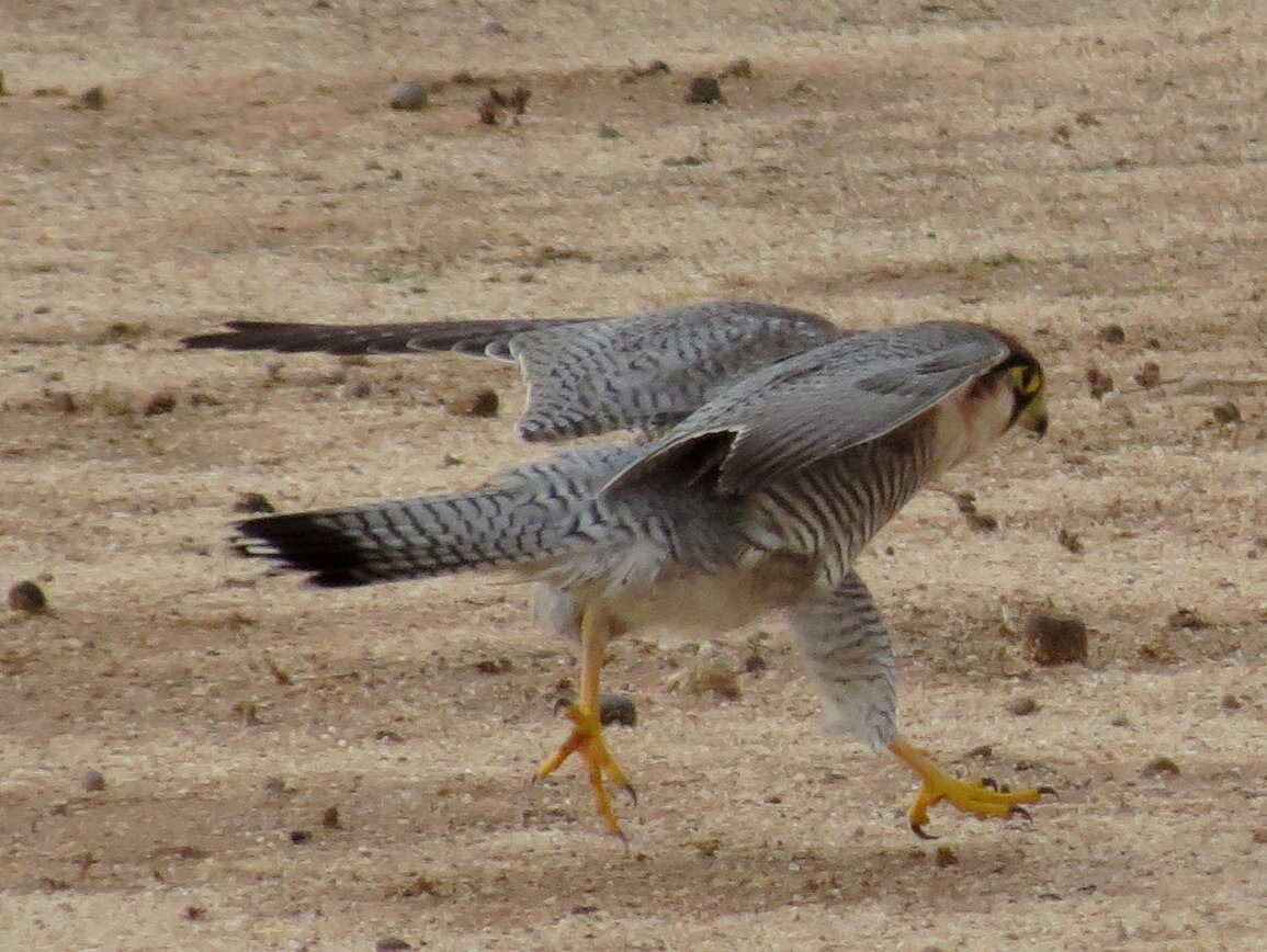 Falco chicquera horsbrughi Gunning & Roberts 1911 resmi