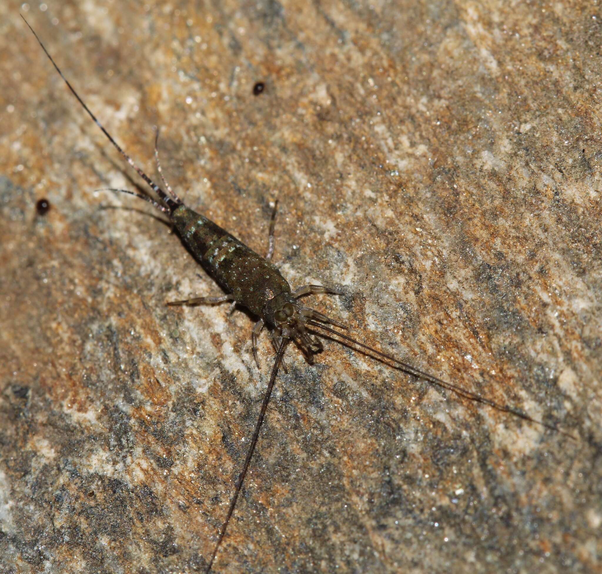 Image of Petrobius brevistylis Carpenter 1913