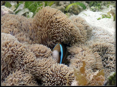 Image of Barrier Reef Anemonefish