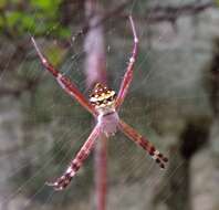 Image of Argiope aetheroides Yin, Wang, Zhang, Peng & Chen 1989