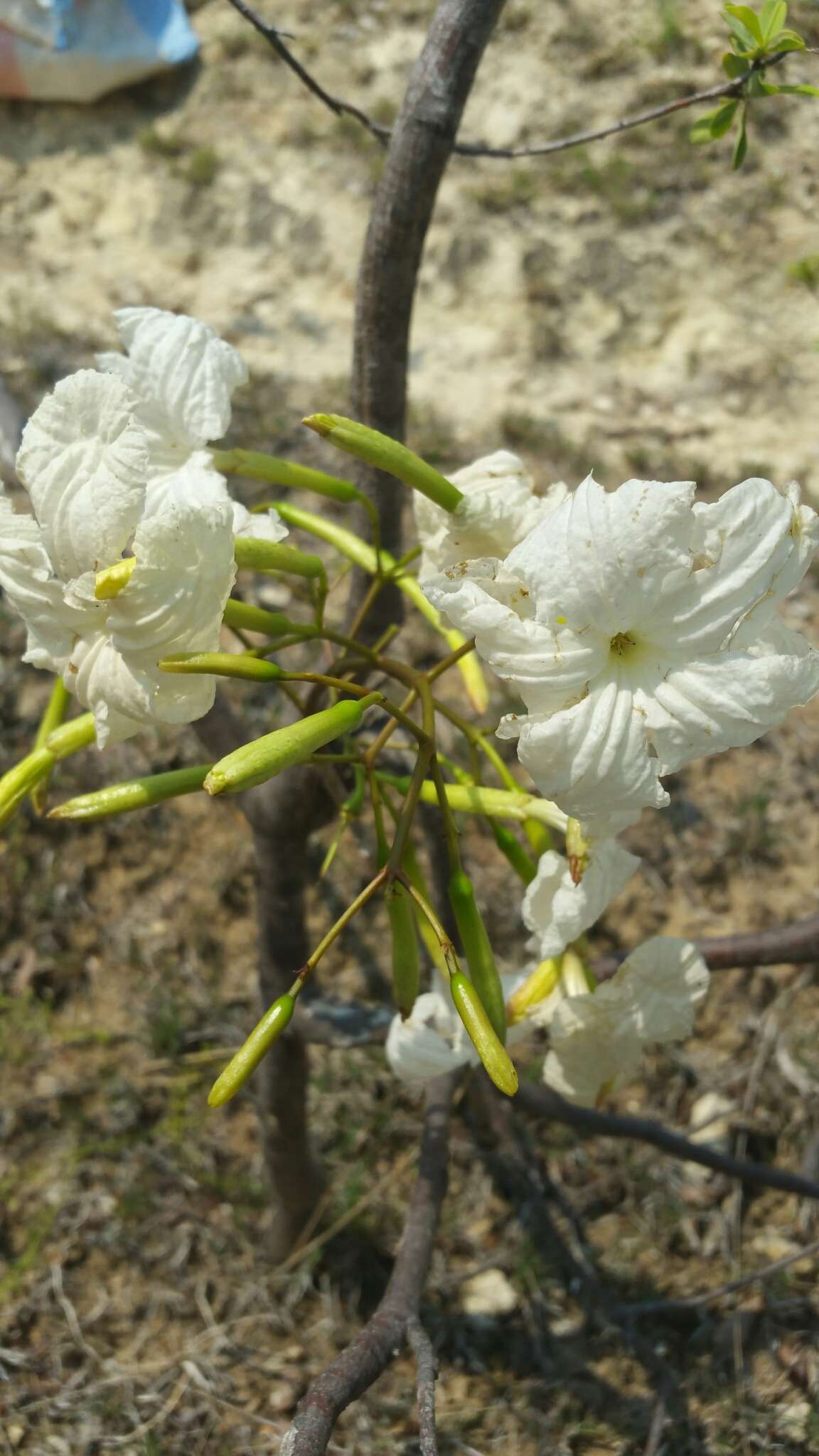 Imagem de Stereospermum hildebrandtii (Baill.) H. Perrier