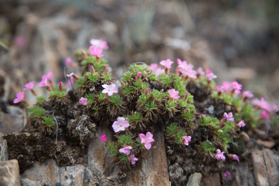 صورة Chamaerhodos altaica (Laxm.) Bunge