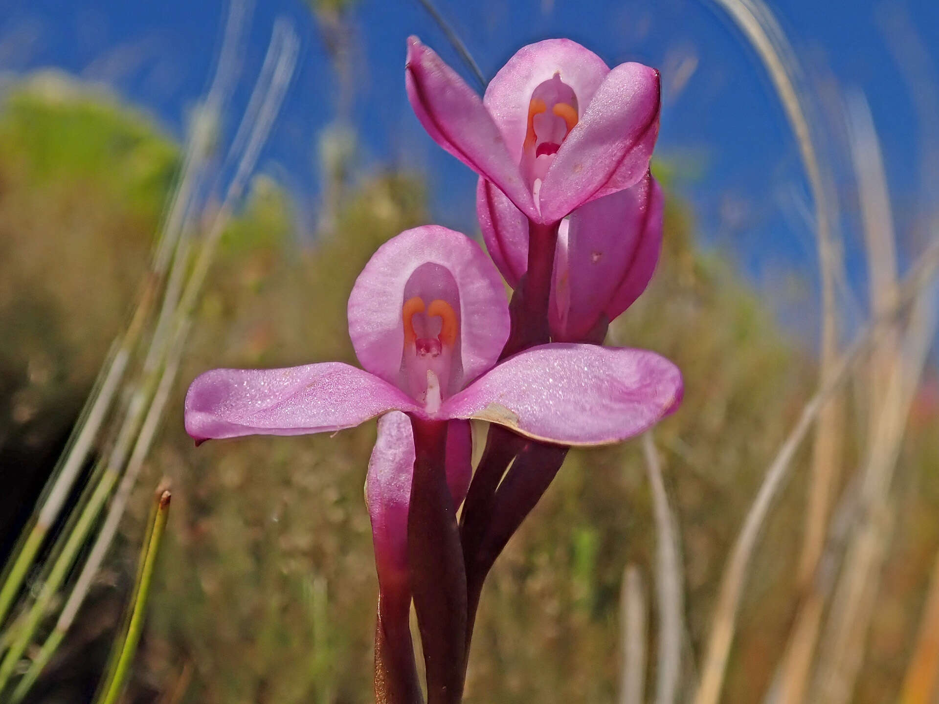 Imagem de Disa pillansii L. Bolus